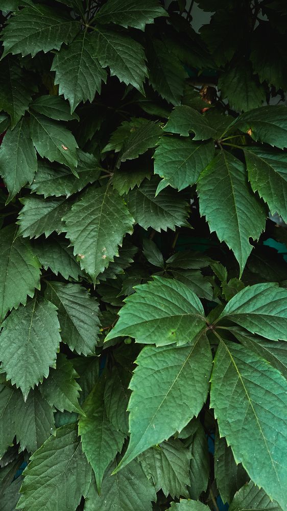 Photograph by Анастасия Юсова