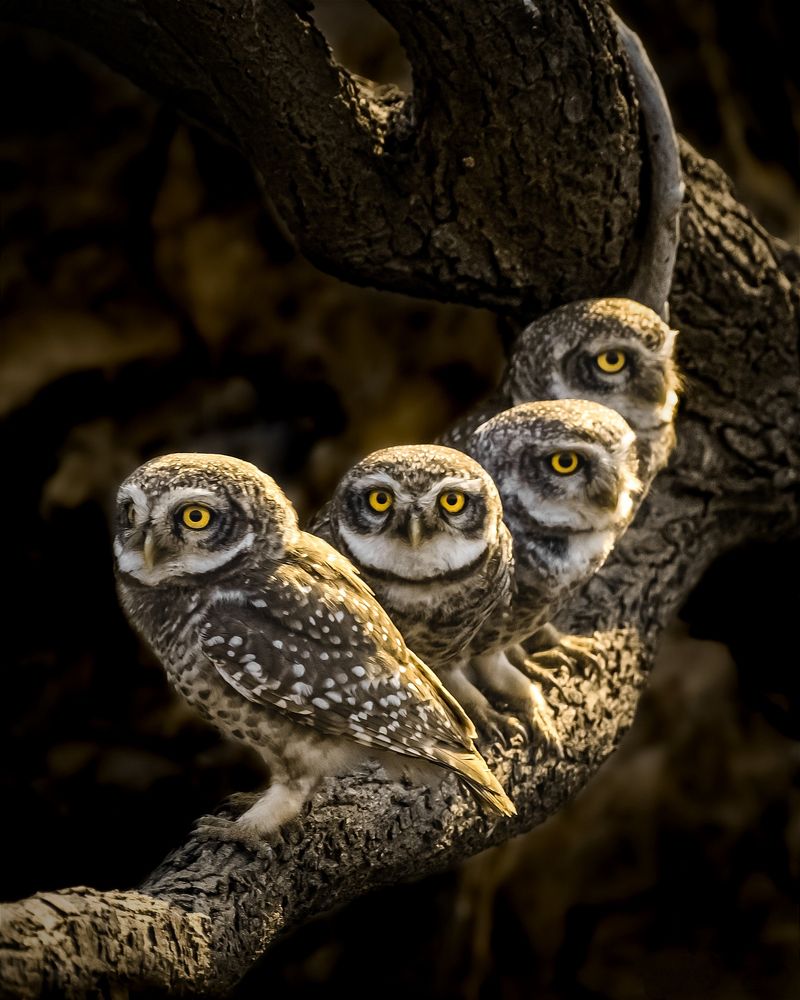 Spotted owlet