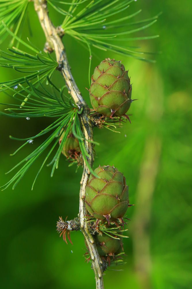Photograph by Александр Леонтьев