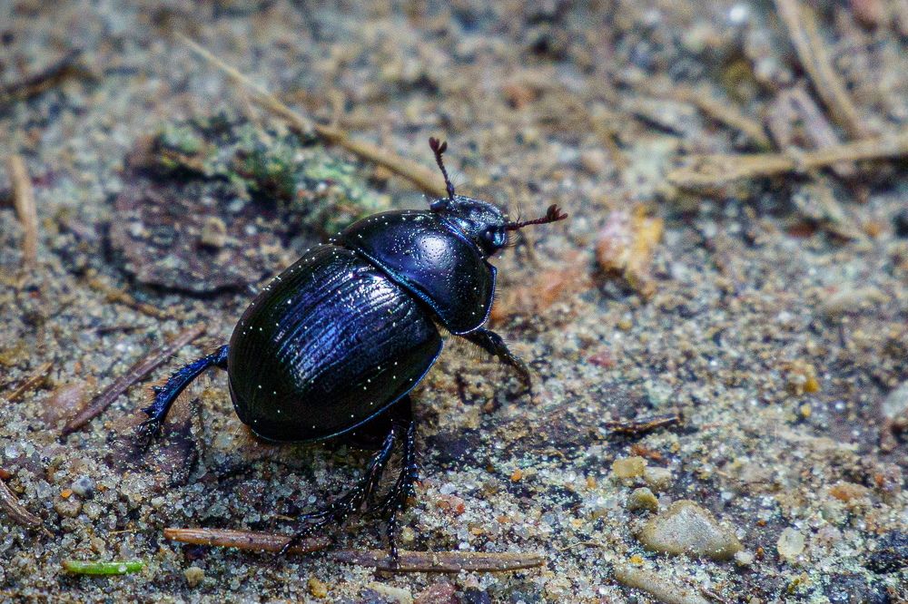 Photograph by Valdis Serzhans