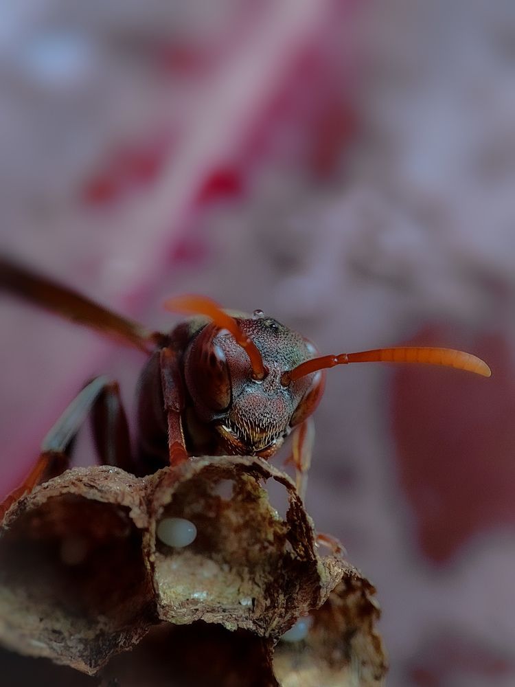 Photograph by Adwaitha Adwu