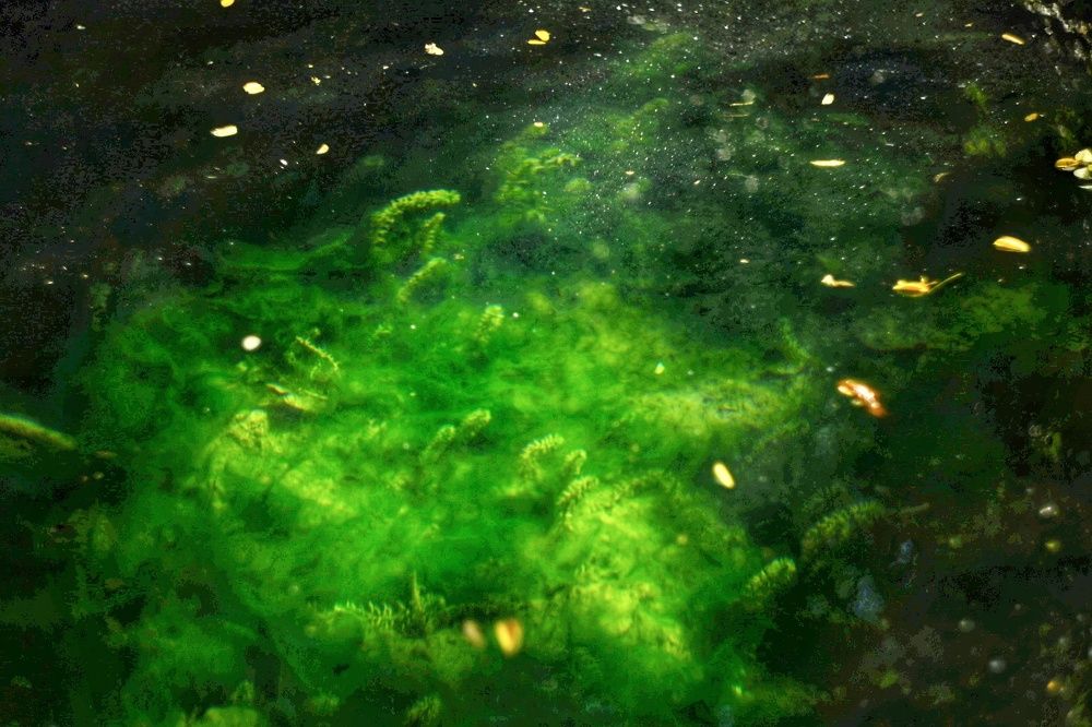 Photograph by Anna Parshenko