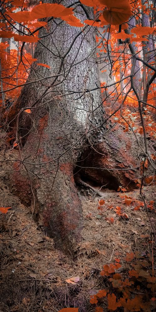 Photograph by Sergey