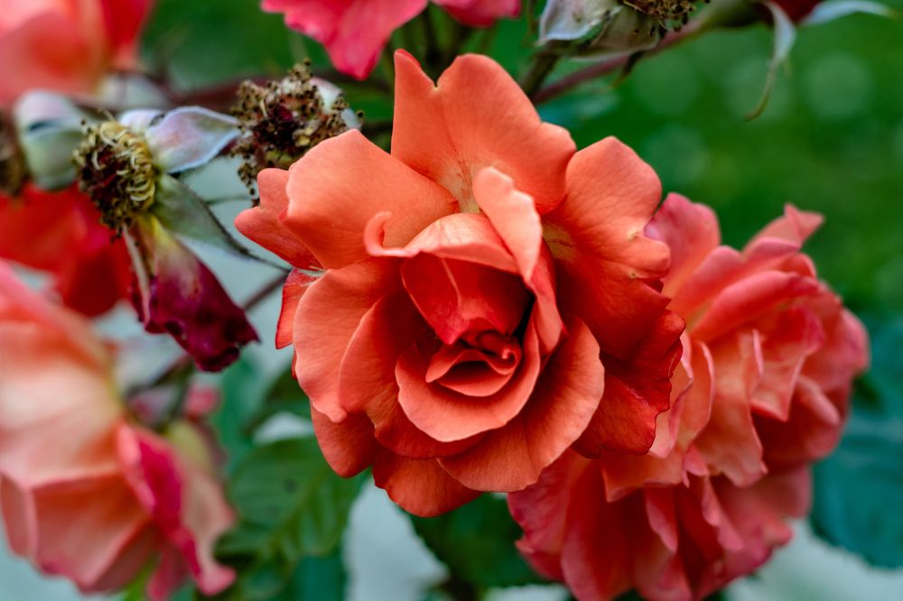 Photograph by Сергей Аникушин