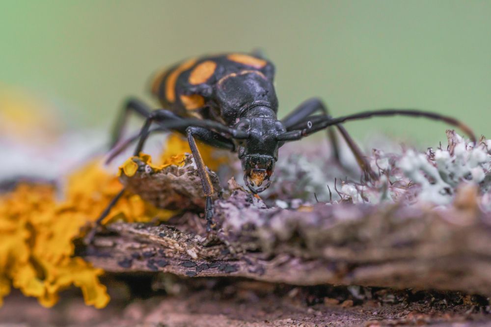 Photograph by Семенко Александр