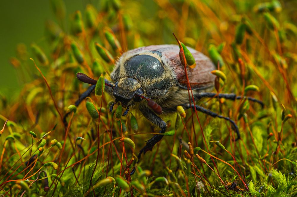 Photograph by Семенко Александр