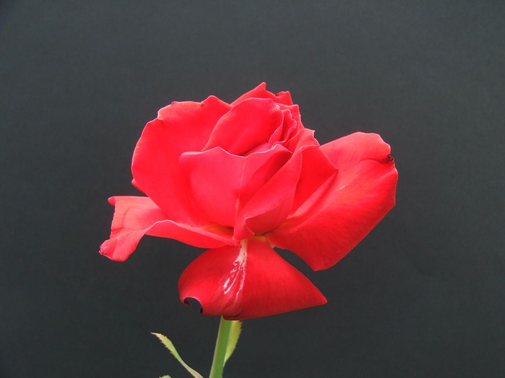 Photograph by Cengiz Yalcin