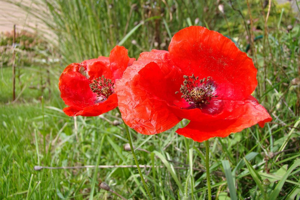 Photograph by Галина Король