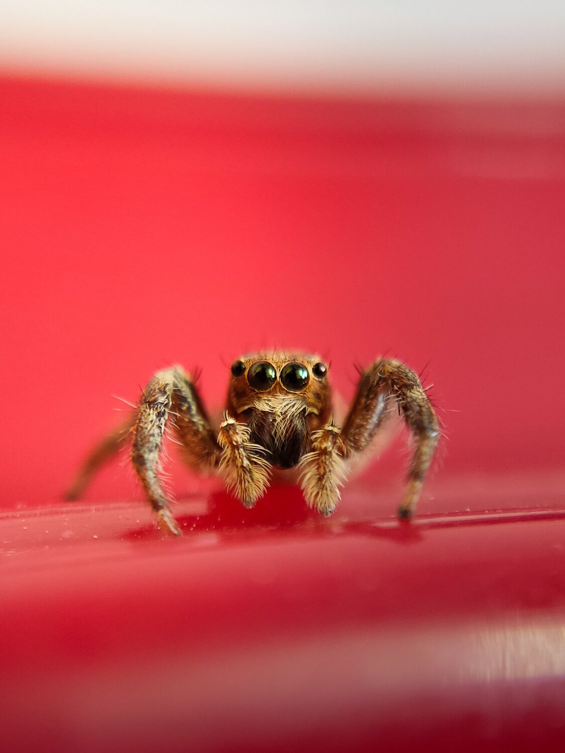 Macro