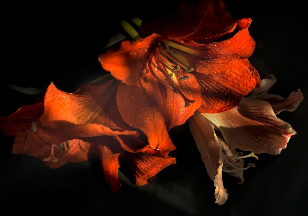 Фотография автора Milena Ivanova