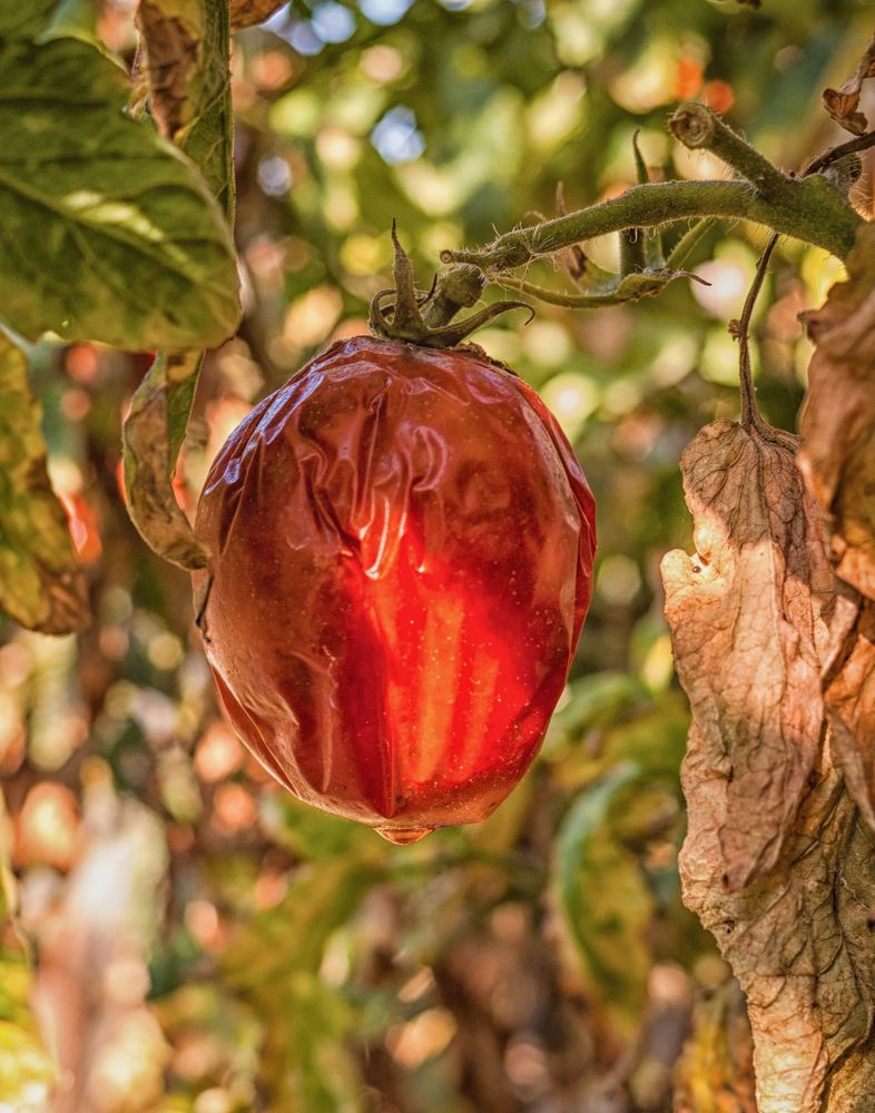 Photograph by Dragan Leles