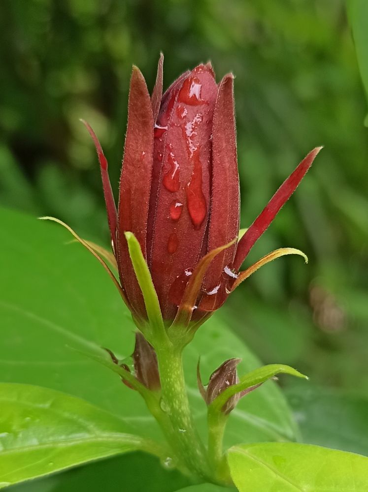 Photograph by Тихонова Ольга