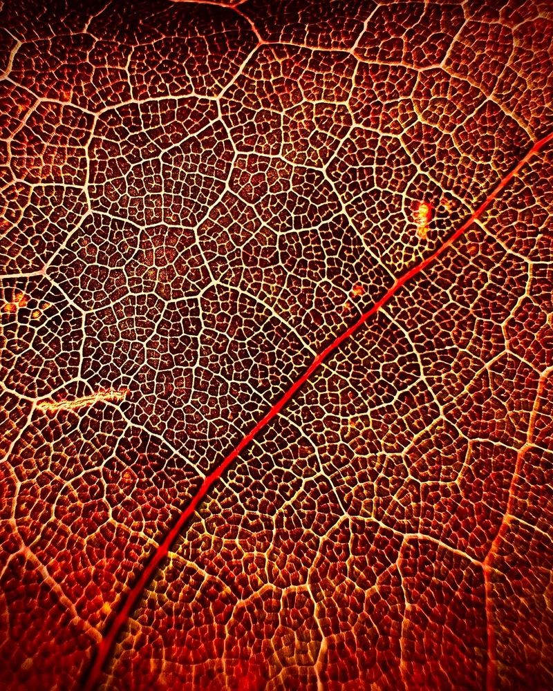 Photograph by Александр Пискарев