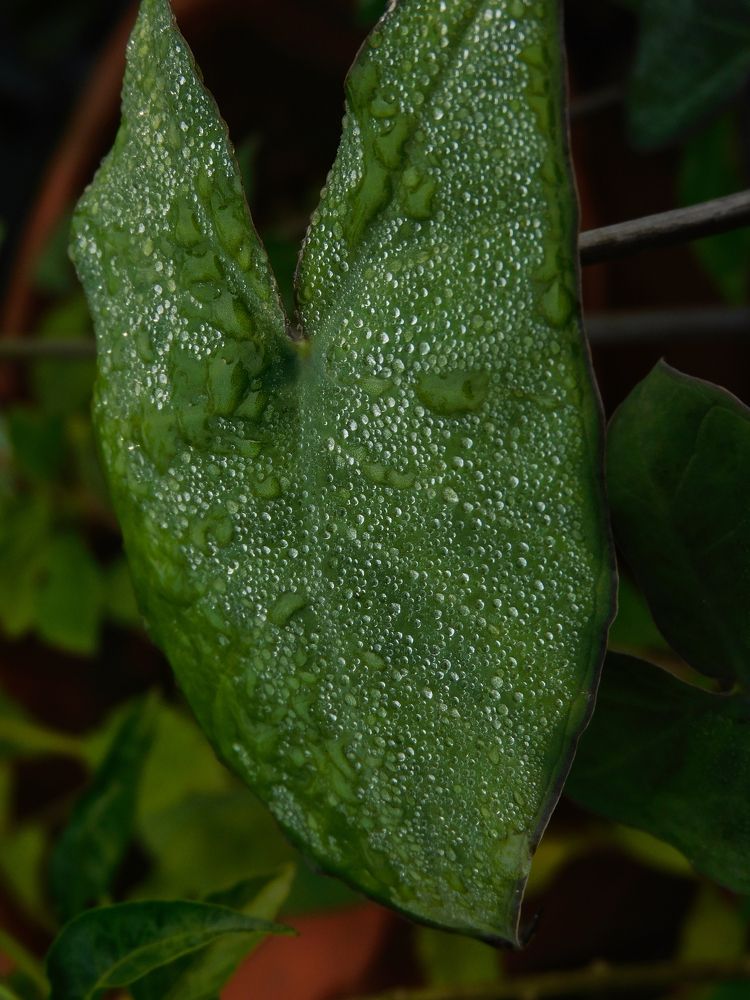 Фотография автора PURBALI KAR