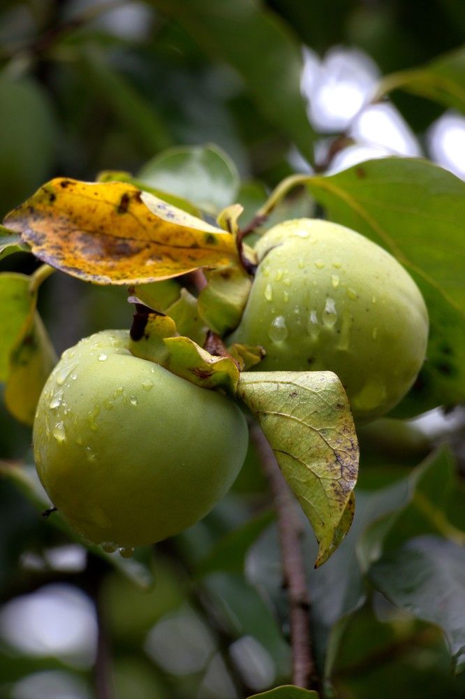 Photograph by Mikhail Levin