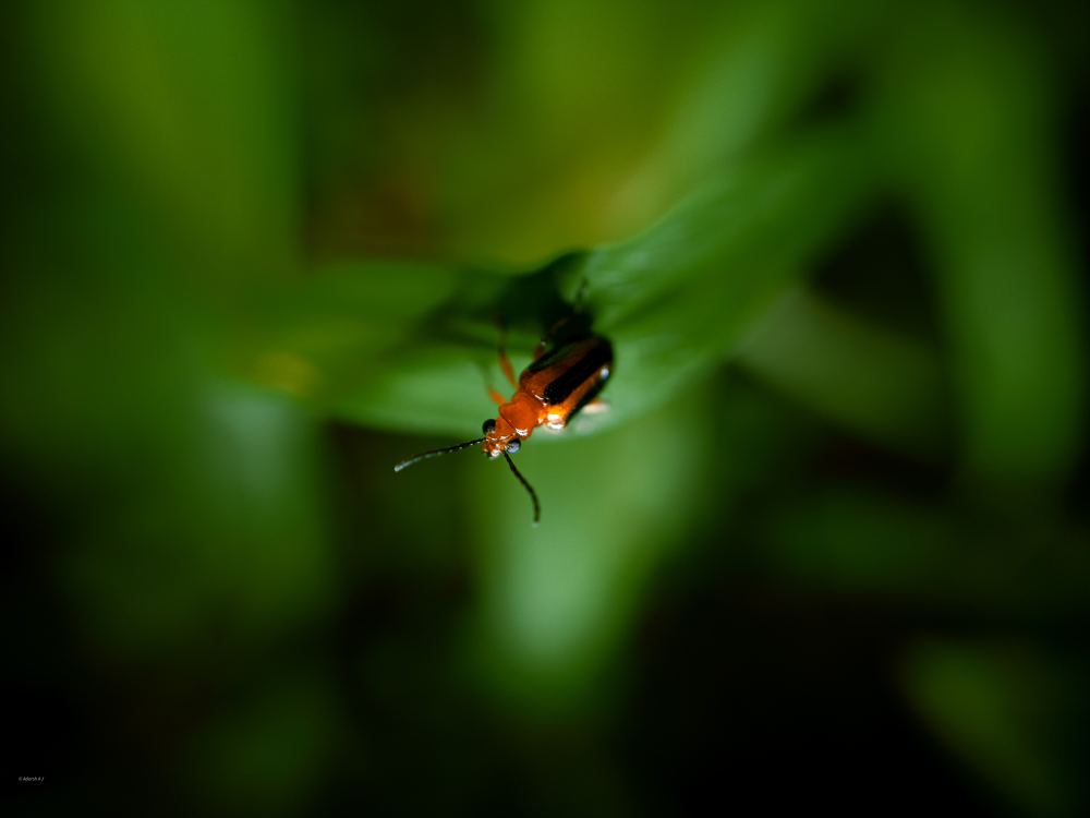 Photograph by ADARSH AJ