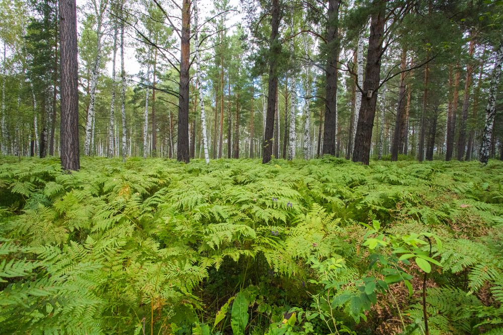 Photograph by Константин Искучеков