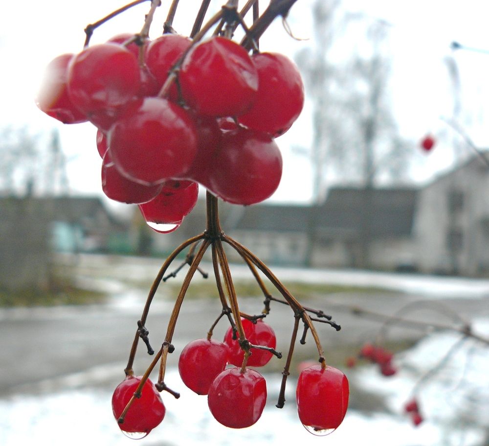 Photograph by леонид натапов