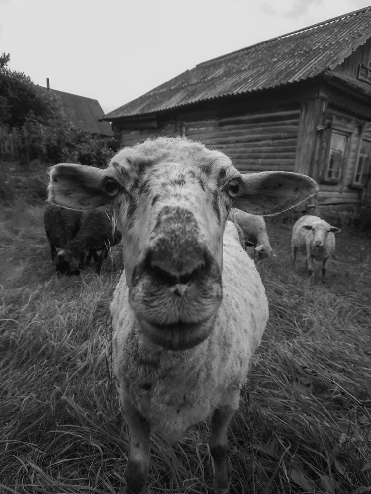 Photograph by Эльза