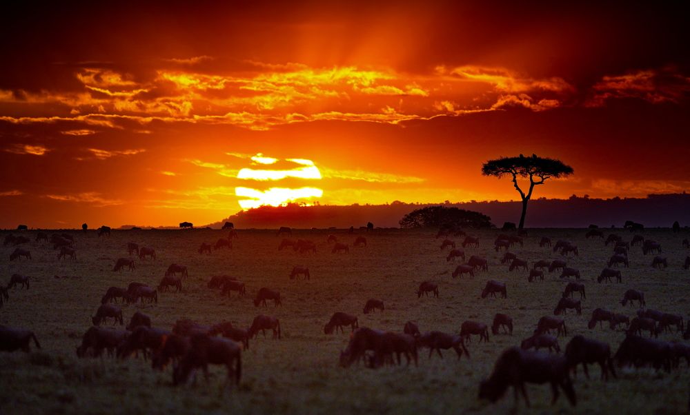 Африканский вечер