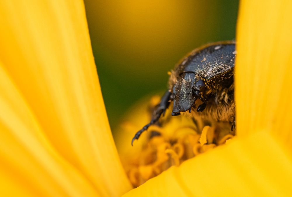 Photograph by Olga Link