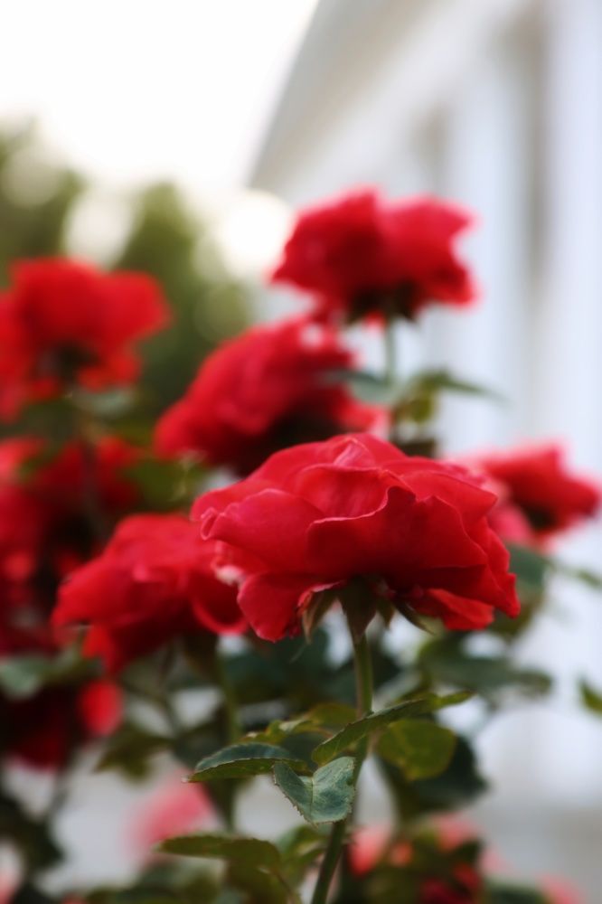Photograph by Ирина Новицкая