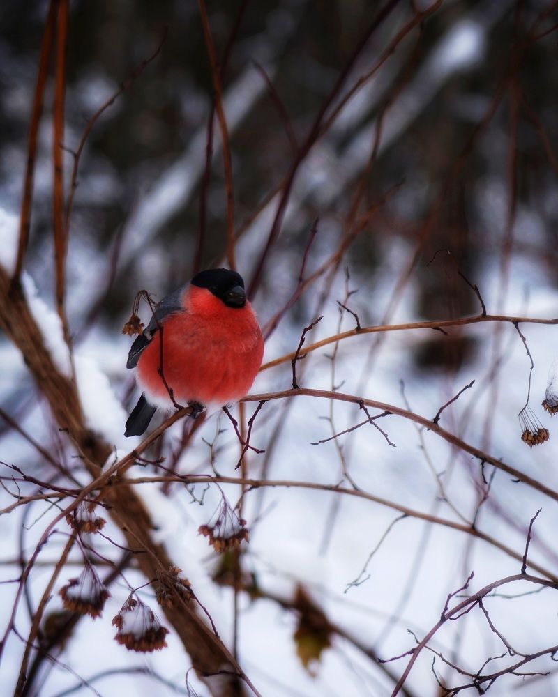 Photograph by Ирина Новицкая