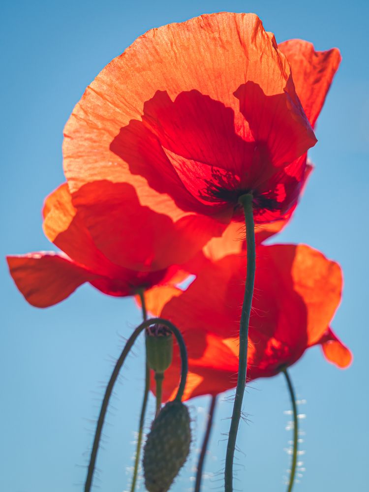 Photograph by Olga Link