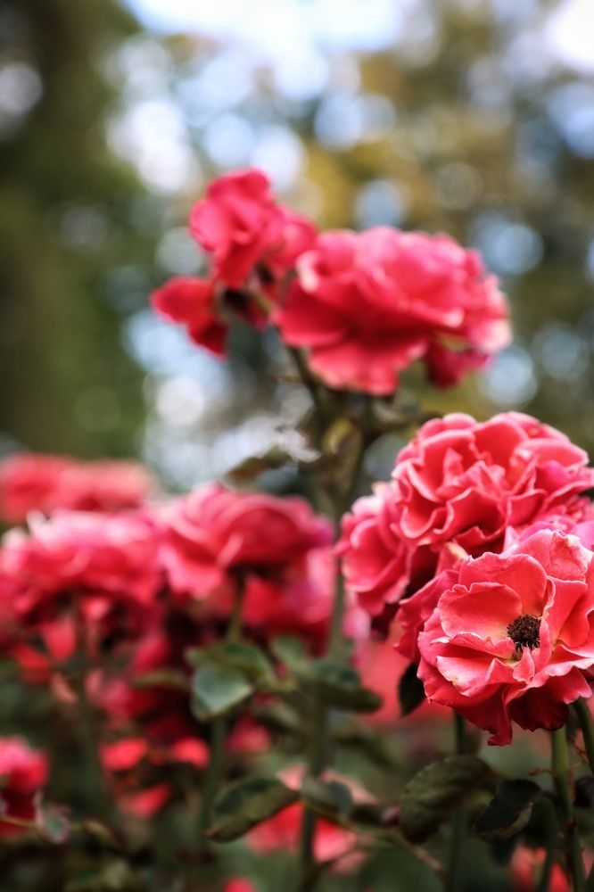 Photograph by Ирина Новицкая