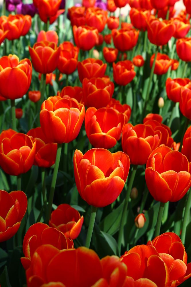 Photograph by Светлана Шуткова