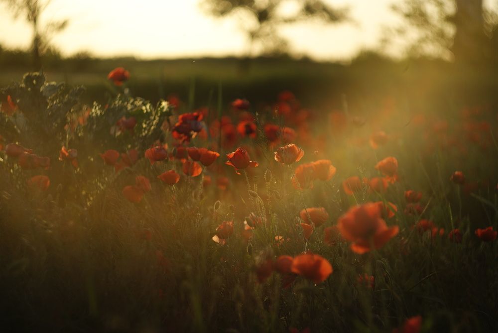 Фотография автора Elena Gasay