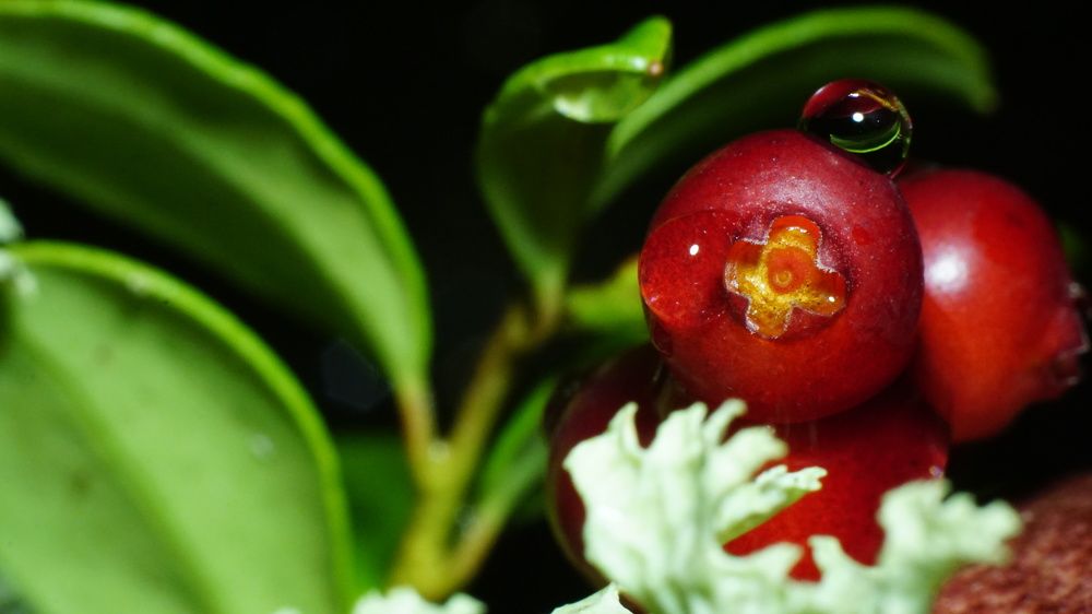 Фотография автора Elena Gasay