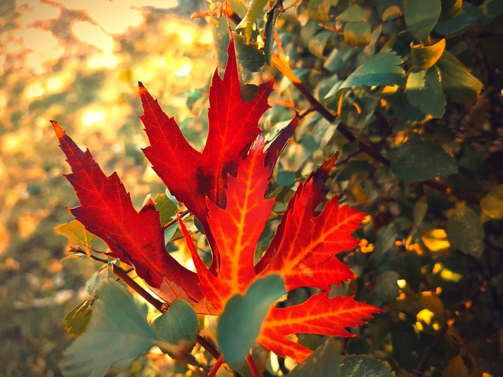 Photograph by Ирина Половцева