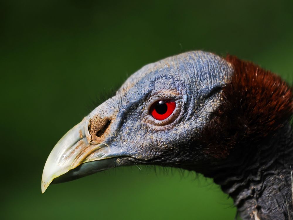 Фотография автора Jaroslav Hanzalík