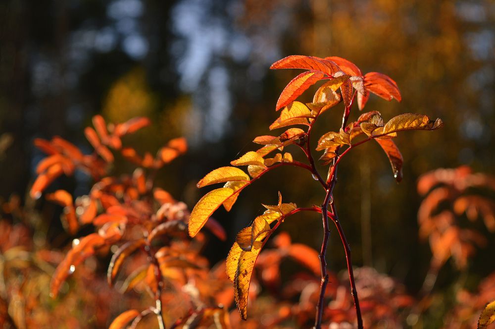 Осеннее утро