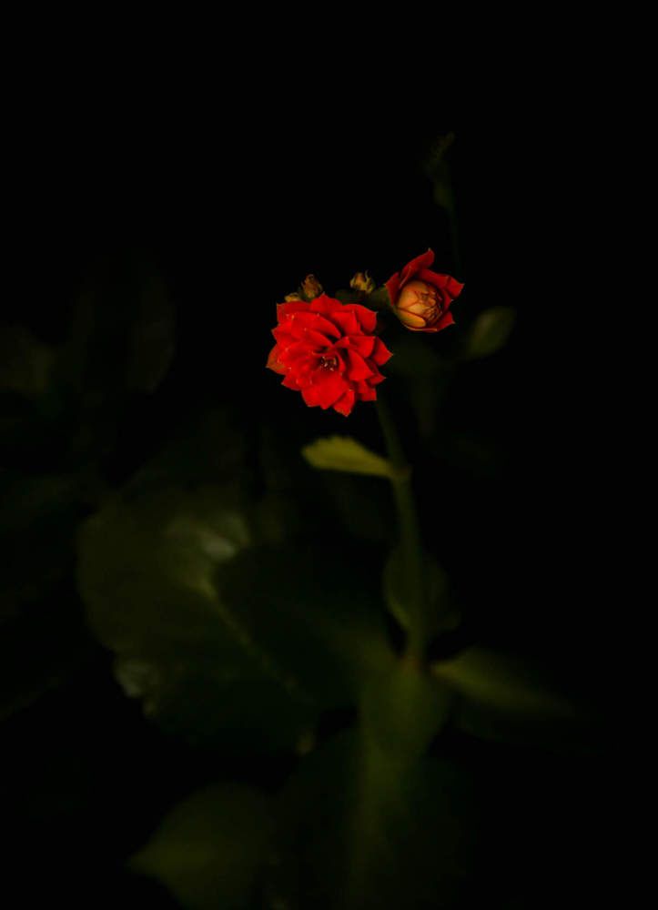 Photograph by Алина