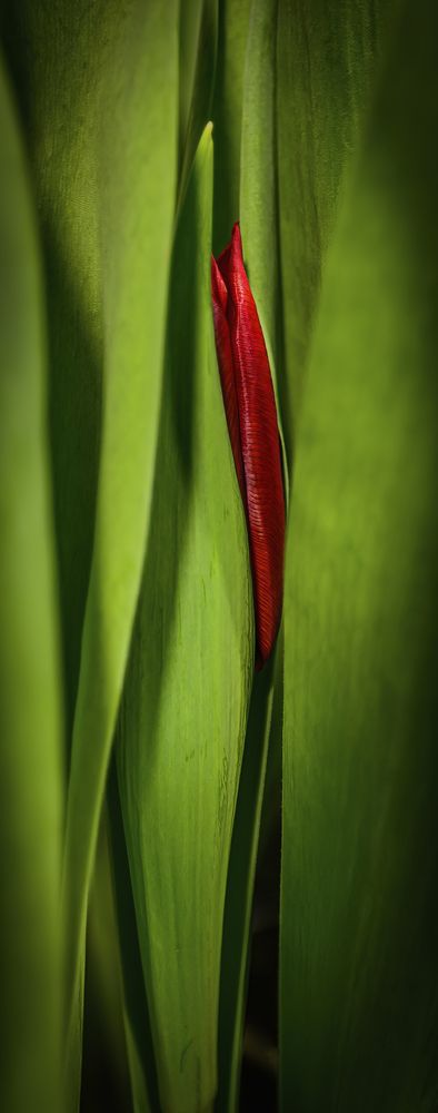 Фотография автора Асрян Севак