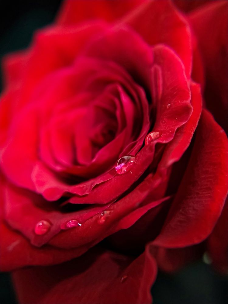 Фотография автора Наталья Алексеева