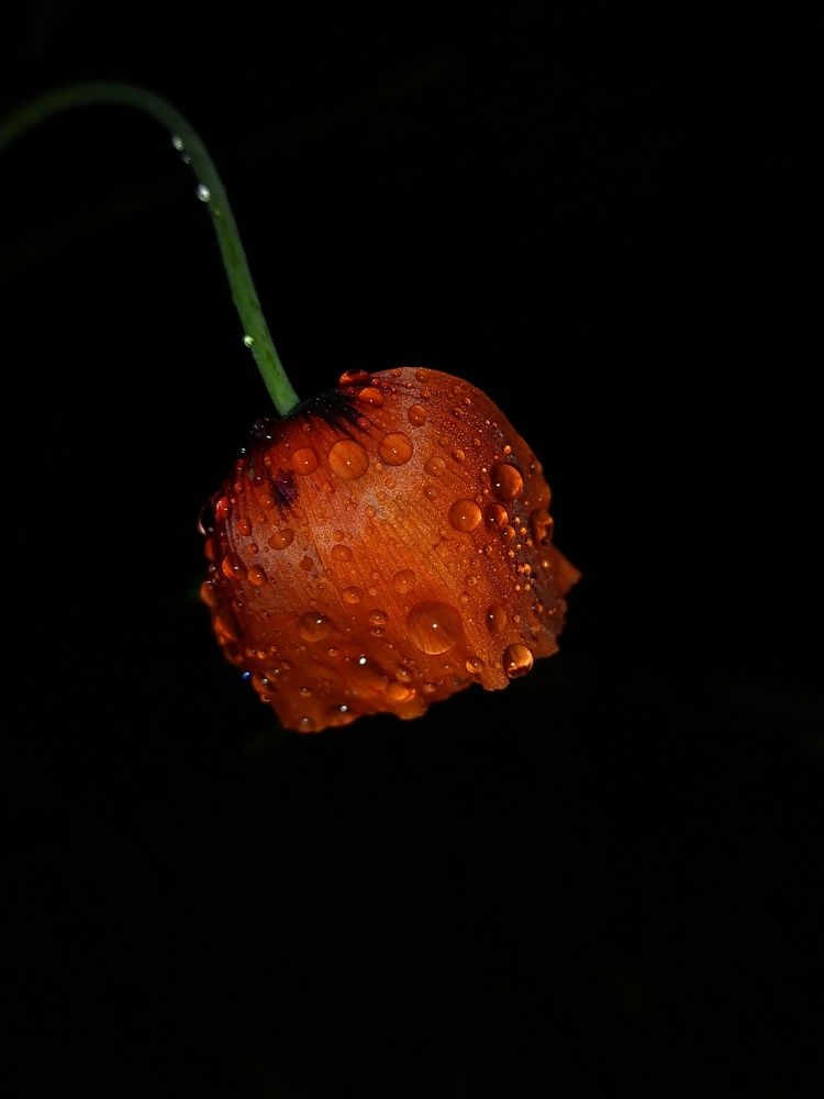 Фотография автора Наталья Алексеева