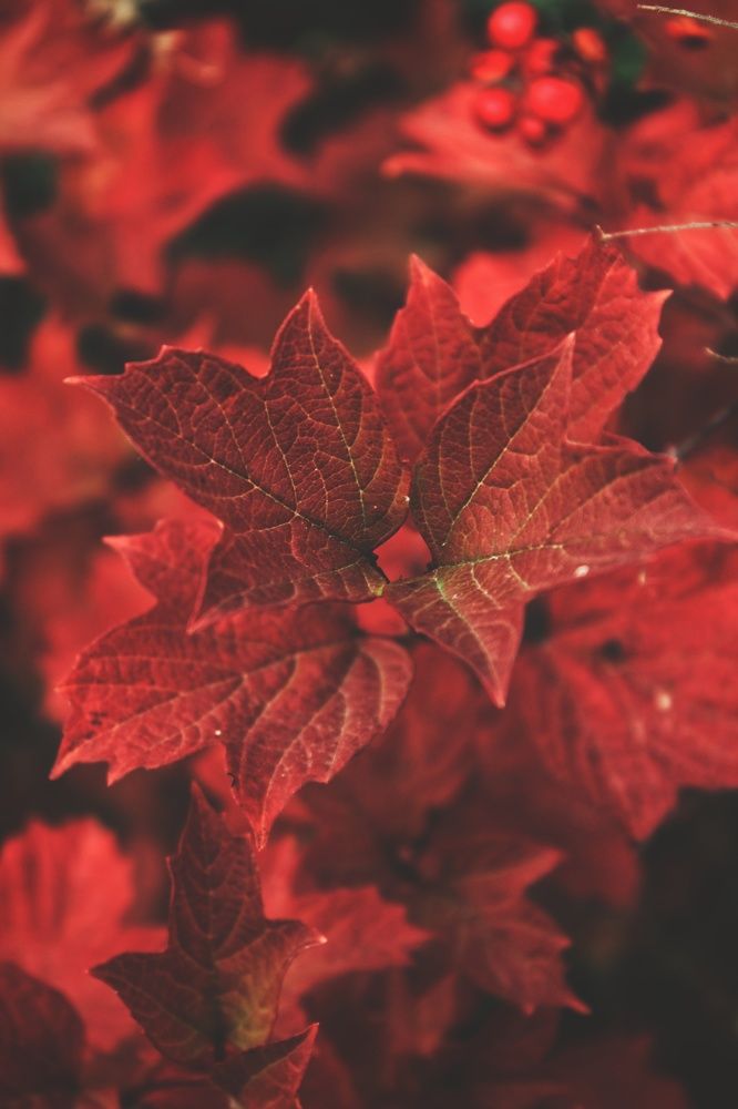 Photograph by Виктория Старовойтова