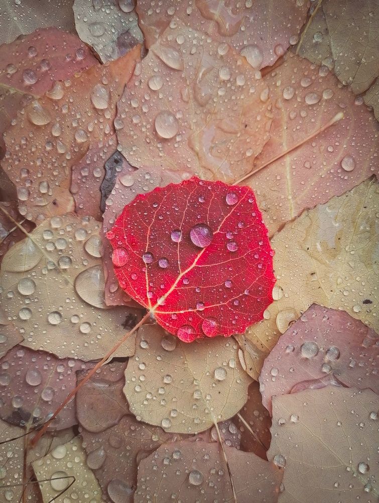 Photograph by Светлана Шелухеева