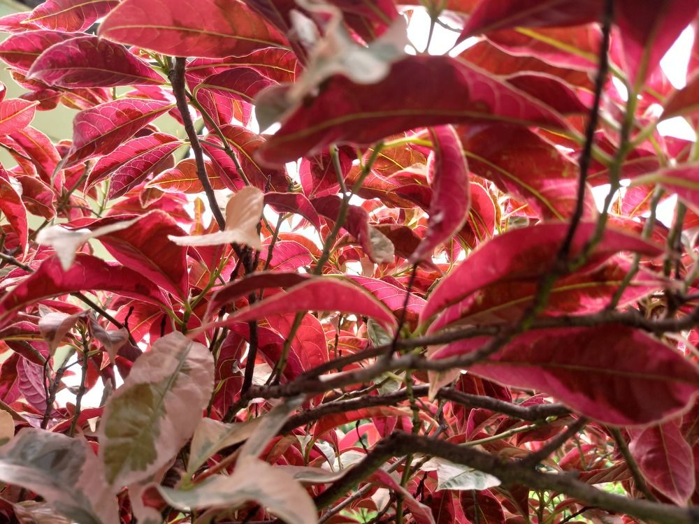 Aglonema Legacy Red Leaf