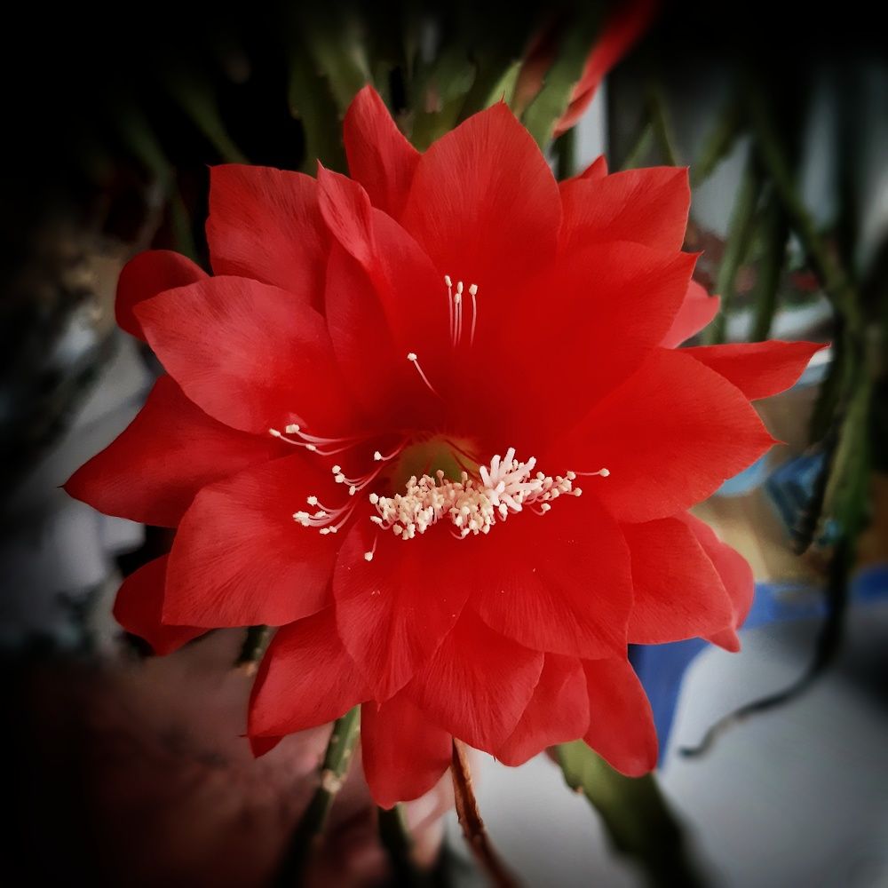 Аленький цветочек