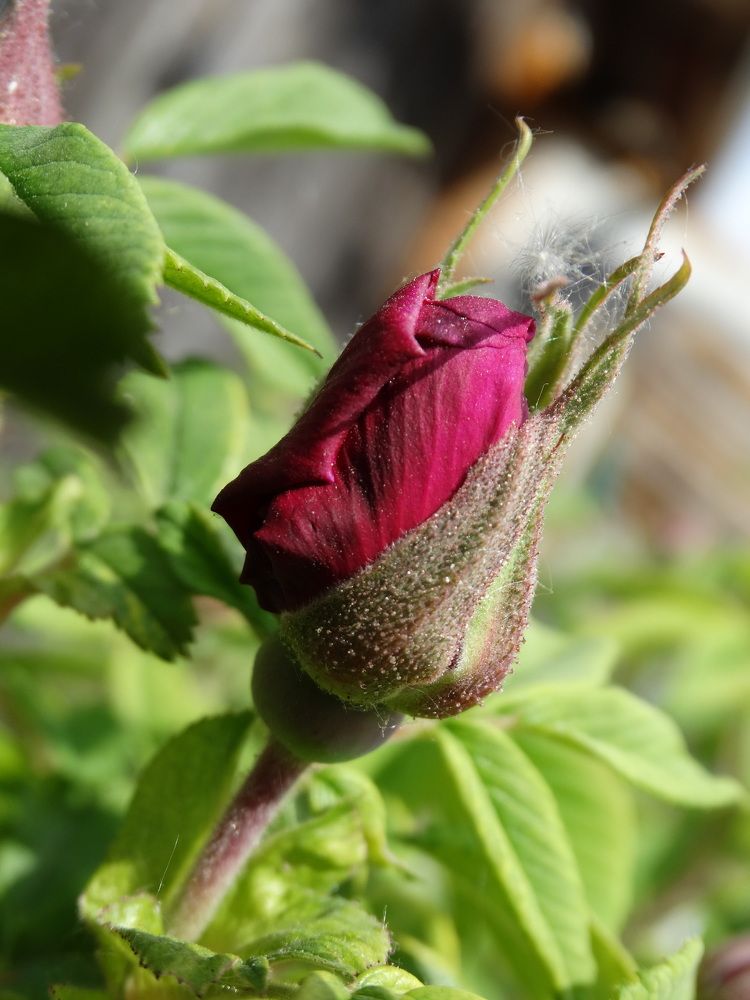 Photograph by Николай Худяков