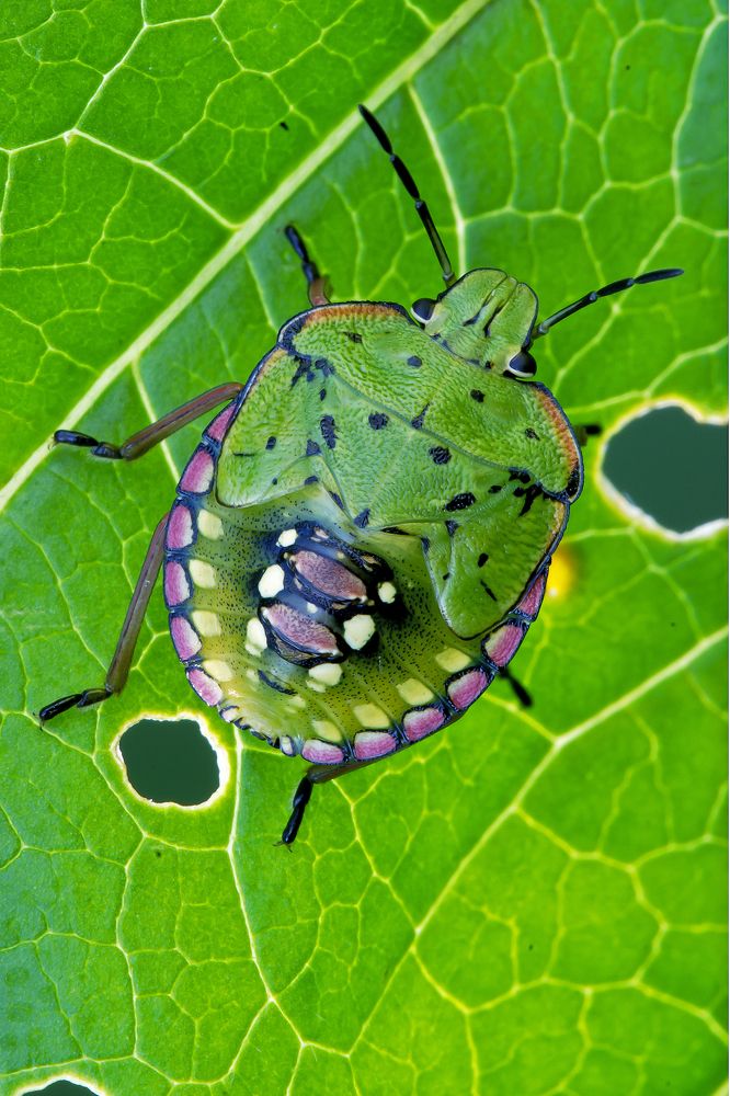 Photograph by Massimo Tamajo