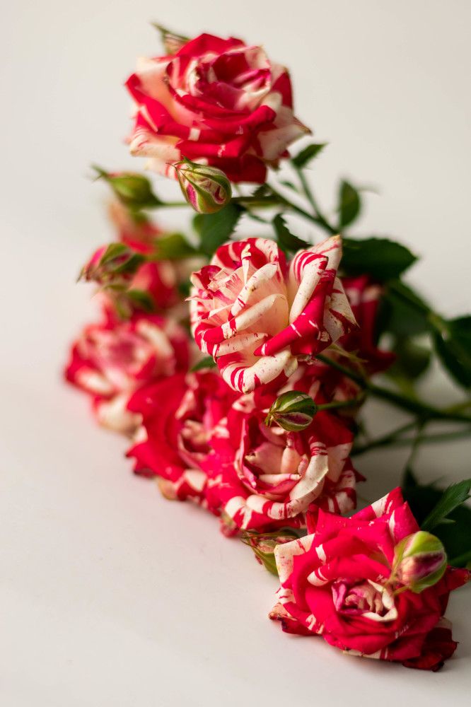 Photograph by Ксения Евгеньевна Коржнева