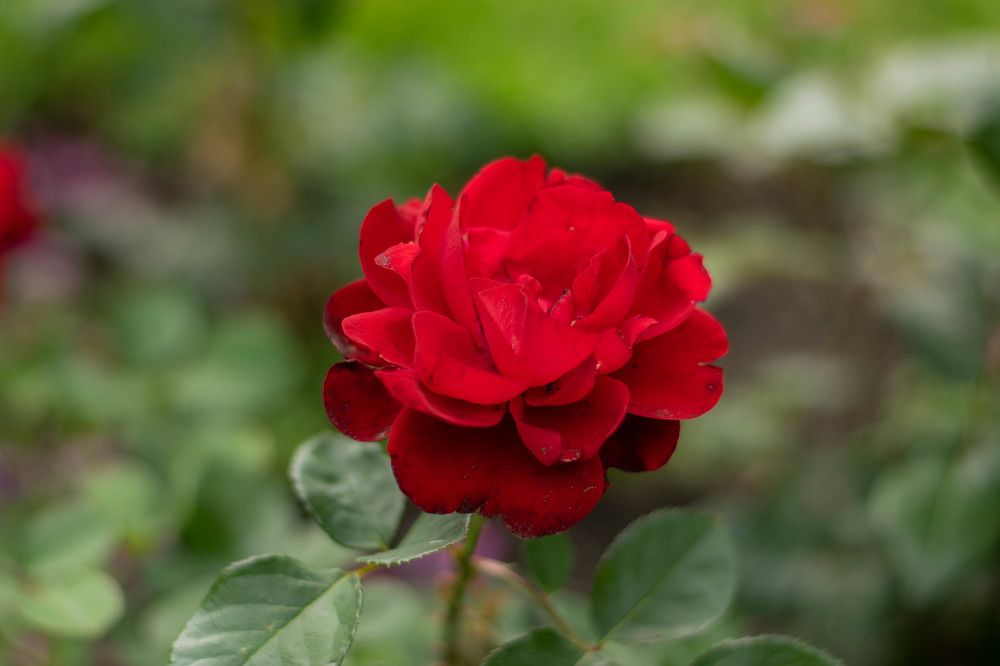 Photograph by Ксения Евгеньевна Коржнева