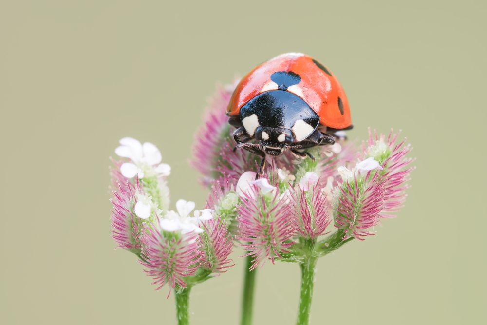 Photograph by Massimo Tamajo