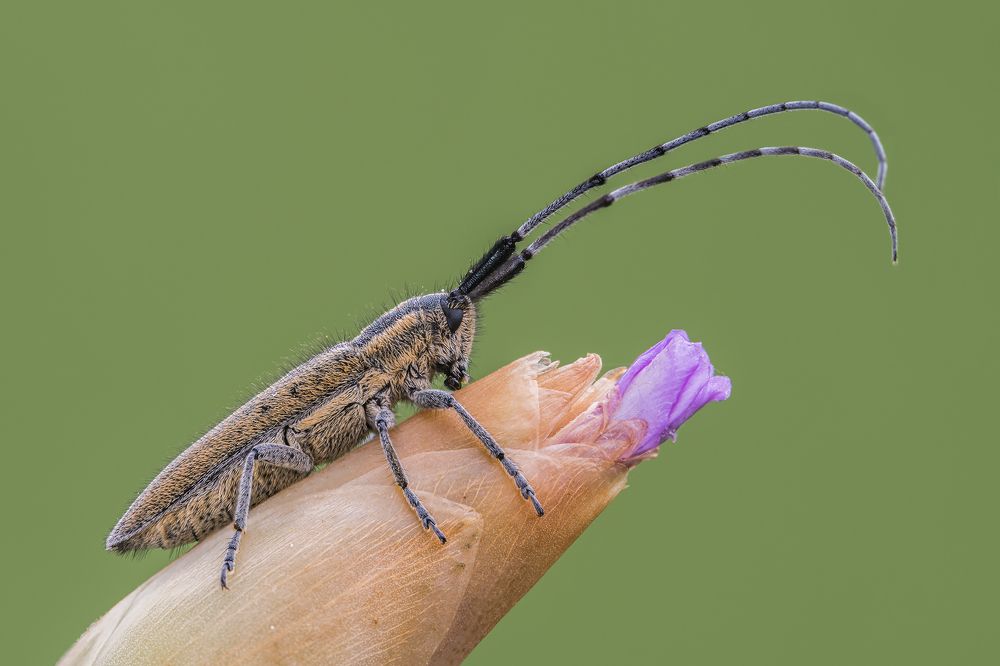 Photograph by Massimo Tamajo