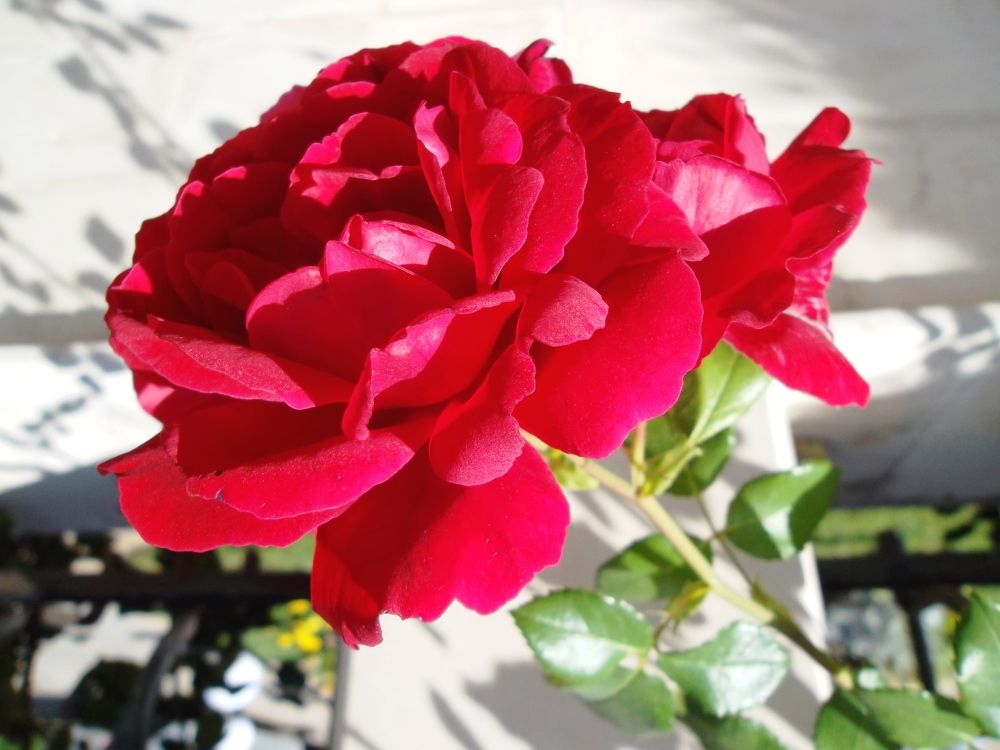 Photograph by Olga Vatkova